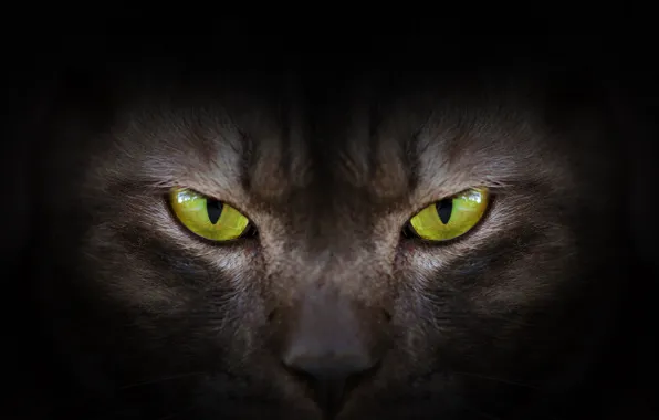 Eyes, look, green, black, eyes, cat, black cat