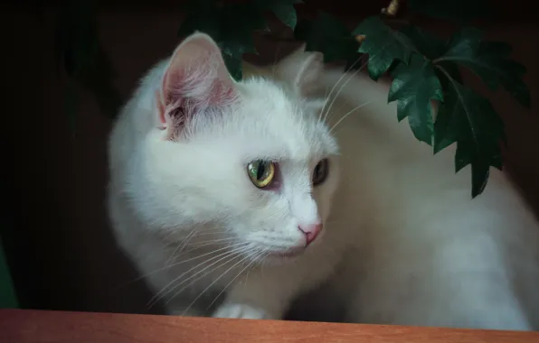 Cat, cats, white, cat, cat Wallpapers