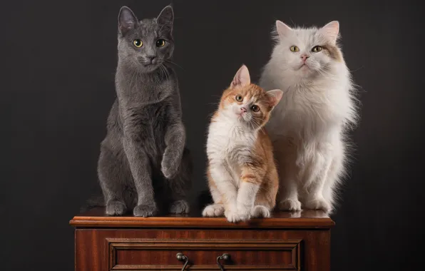 Cat, white, cat, cats, kitty, grey, red, trio