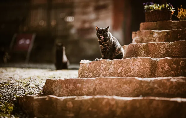 Cat, cat, look, pose, ladder, stage, face