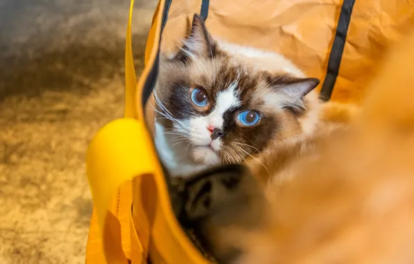 Cat, cat, face, bag, blue eyes, ragdoll