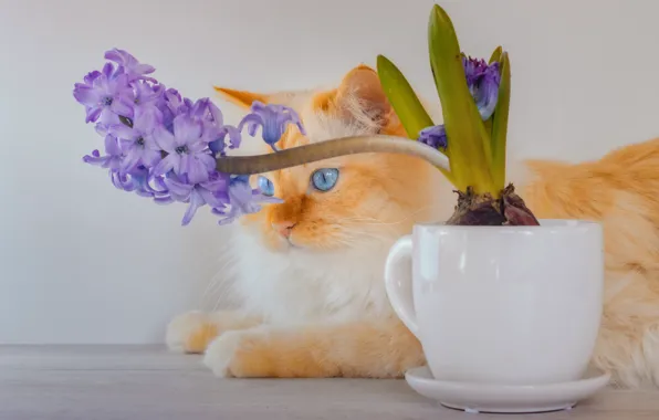 Cat, flower, cat, look, pose, fluffy, red, Cup