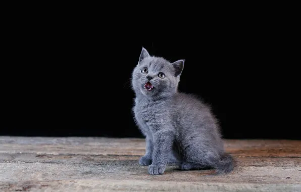 Language, baby, black background, kitty
