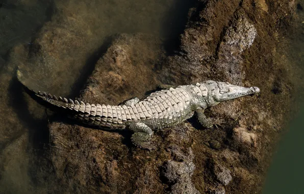The dark background, shore, the bottom, crocodile, pond, alligator