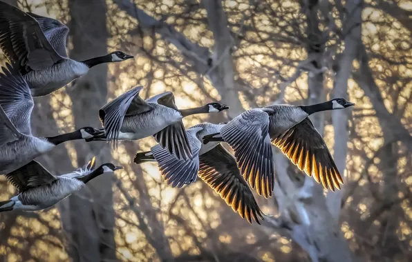Forest, light, trees, flight, birds, branches, pack, goose