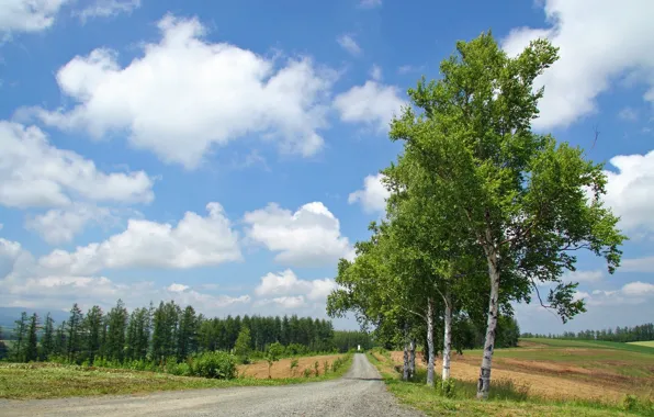 Road, forest, summer, clouds, trees, birch