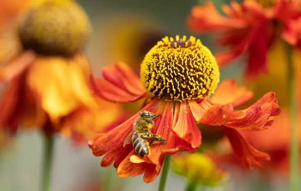 Macro, flowers, bee, gaylardiya