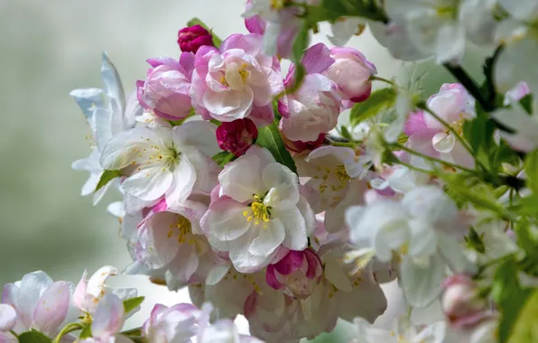 Macro, flowers, branch, spring, gentle, pink, white, Apple