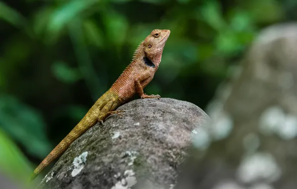 Picture nature, stone, lizard, reptile, amphibian