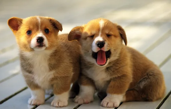 Dog, puppies, breed
