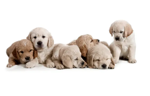 Dogs, puppies, white background, cubs