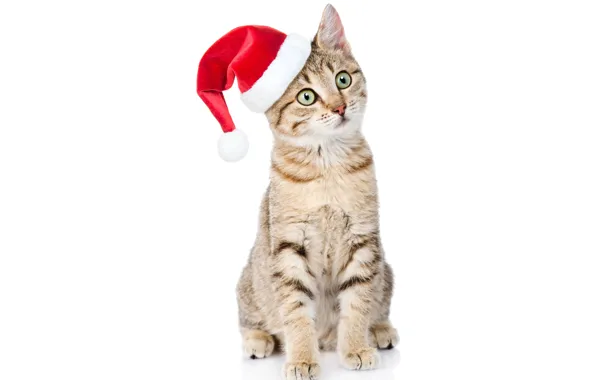 Picture cat, look, hat, new year