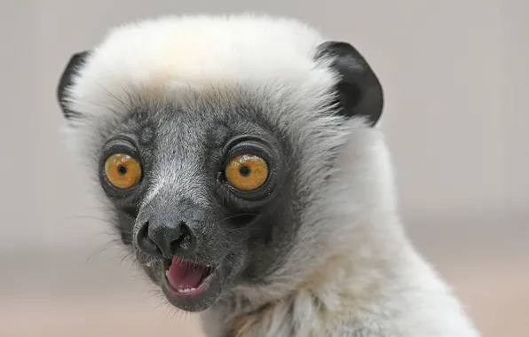 Picture face, background, surprise, monkey, eyes, Coquerel 's Sifaka
