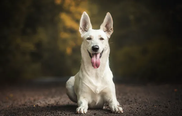 Road, language, look, face, nature, pose, the dark background, dog
