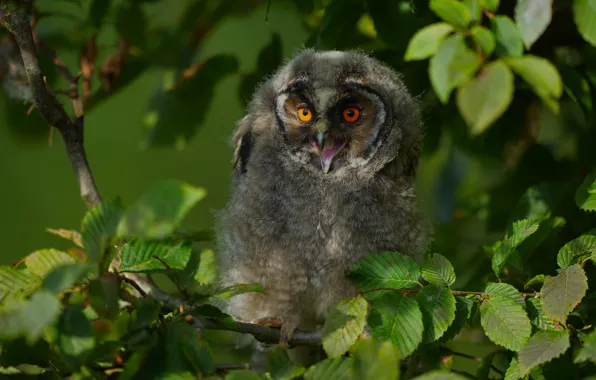 Greens, look, light, owl, bird, foliage, beak, chick