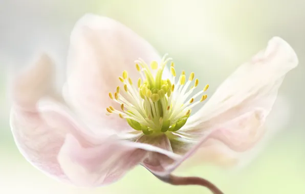 Flower, light, background, mid