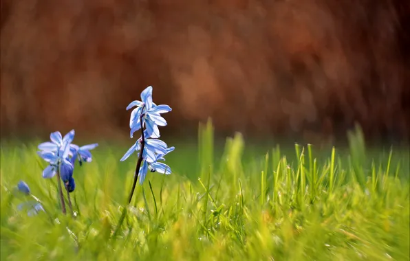 Grass, flowers, spring, hyacinths
