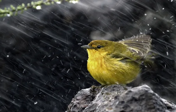 Snow, stones, bird, Yellow warbler, Yellow drevenica