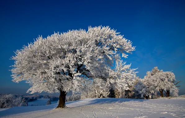 Picture photo, Nature, Winter, Trees, Snow