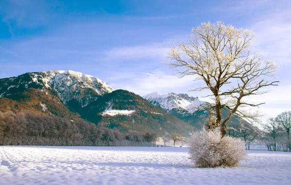 Picture winter, forest, snow, mountains, tree, Bush