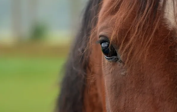 Picture macro, background, horse