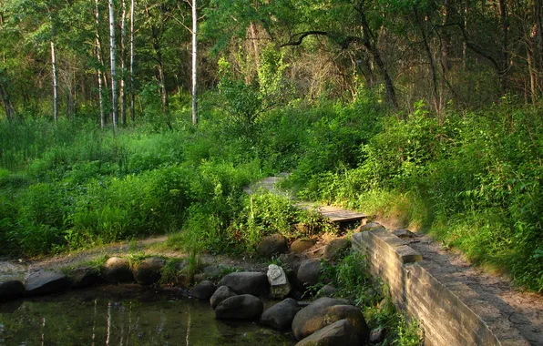 Forest, water, trees, pond, Park, stones, path