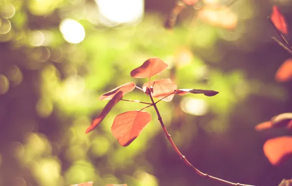 Leaves, color, nature, Wallpaper, bright, branch, blur, bokeh