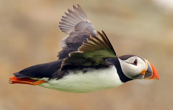 Flight, Bird, Atlantic puffin, Fratercula arctica, Puffin