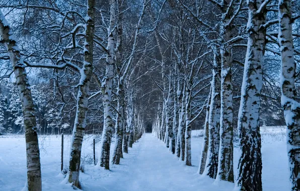 Picture cold, winter, road, snow, trees, nature, branch, trunks