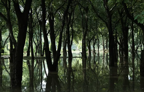 Picture forest, water, trees, swamp