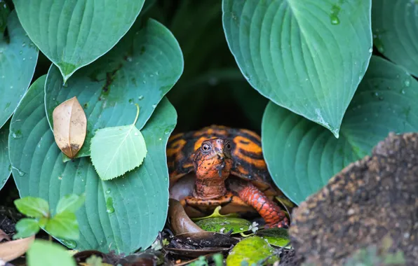 Picture look, leaves, drops, nature, turtle, orange, face, bug