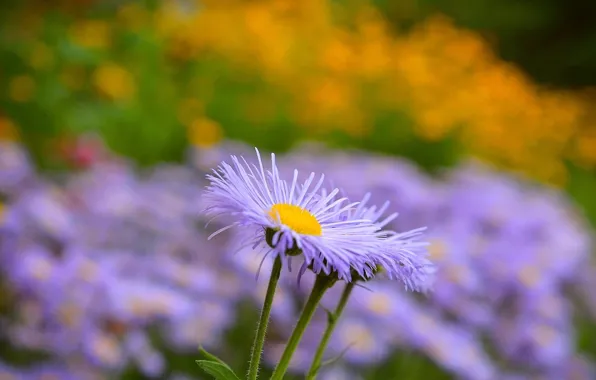 Picture Summer, Purple flowers, Purple flowers