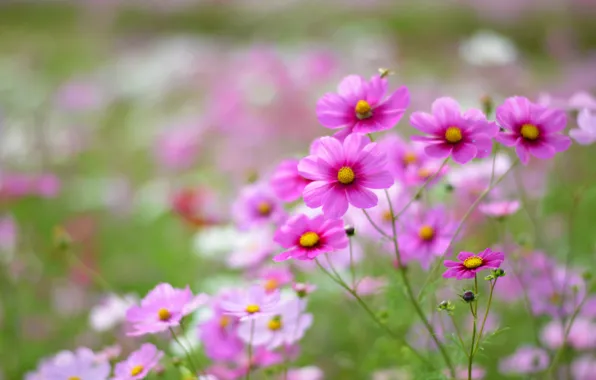 Field, macro, flowers, petals, blur, pink, white, Kosmeya