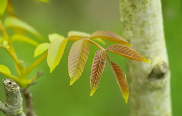 Spring, leaf, twig