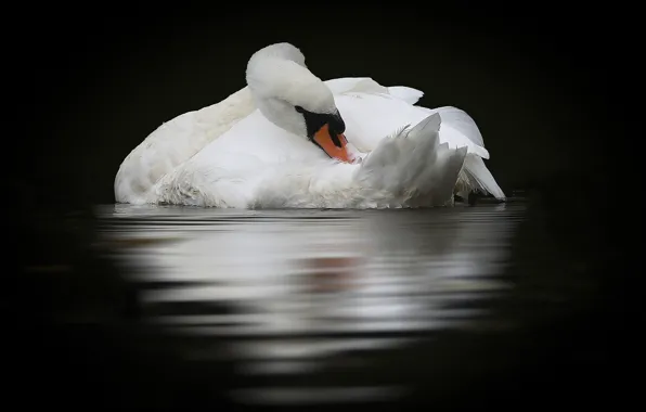 Reflection, bird, Swan