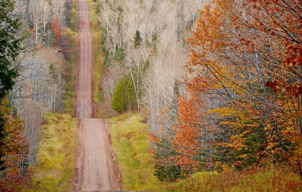 Road, autumn, forest