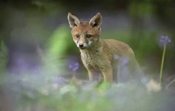 Picture blur, Fox, cub, Fox