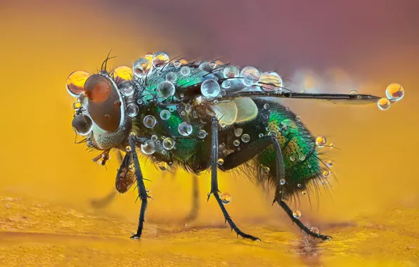 Drops, macro, fly, background, insect