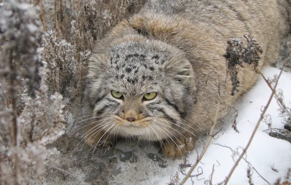 Picture cat, of Pallas, manul