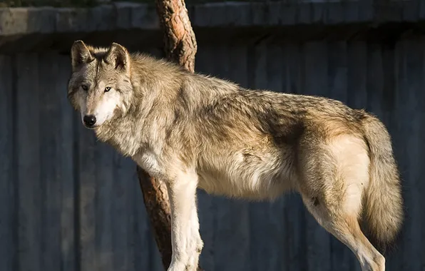 Picture nature, predator, animal, wolf, wildlife, Canis lupus, portrait.