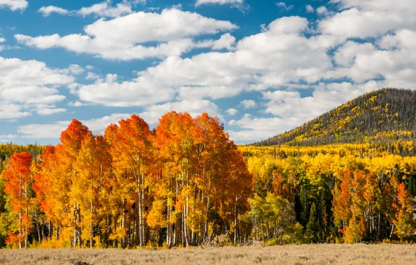 Autumn, forest, leaves, trees, yellow, hill
