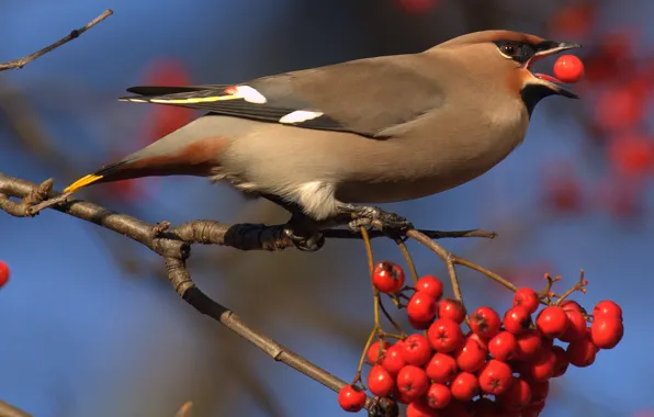 Branches, berries, bird, feathers, beak