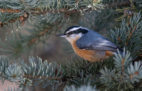 Look, branches, bird, grey, needles, nuthatch