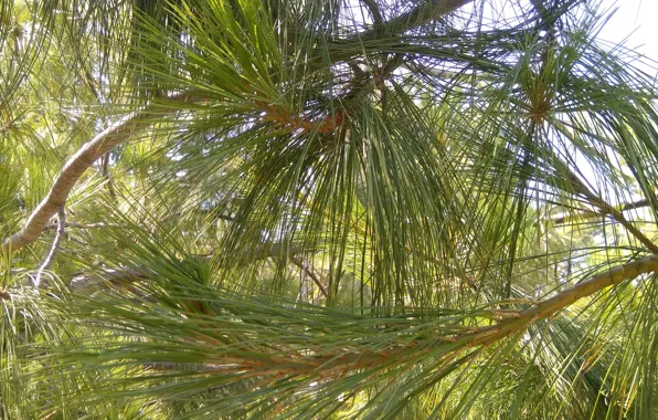 Greens, needles, pine, pine branch, needles, pine needles, green needles, greenery of trees