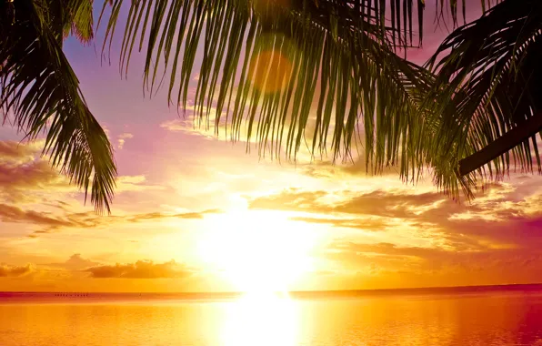 Sea, beach, the sun, sunset, tropics, palm trees, beach, sea