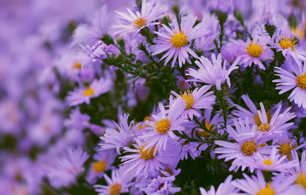 Picture flowers, flowerbed, a lot, lilac, bokeh, asters