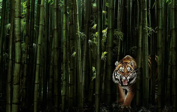 Picture greens, tiger, 149, bamboo