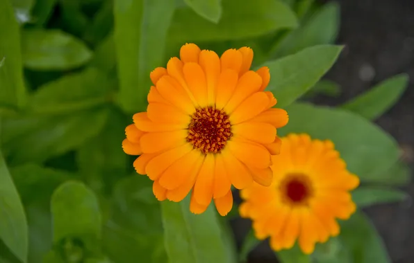 Summer, macro, flowers, orange, orange