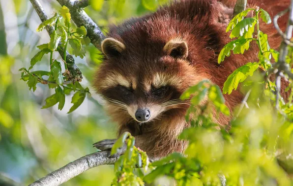 Picture leaves, branches, raccoon