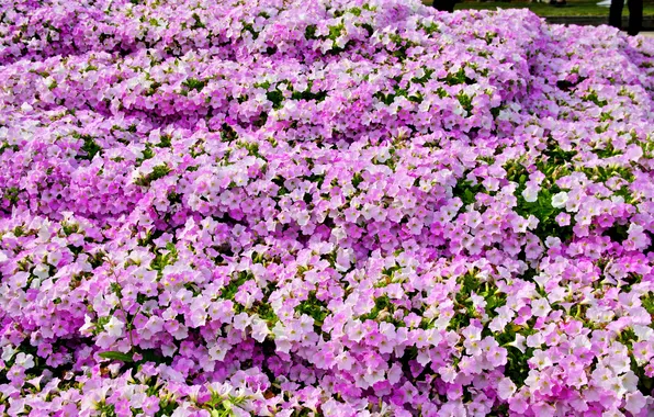 Picture photo, Flowers, A lot, Petunia